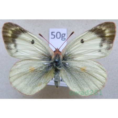 Colias alfacariensis Ribbe, 1905 female Szlaczkoń południowiec Czech50g